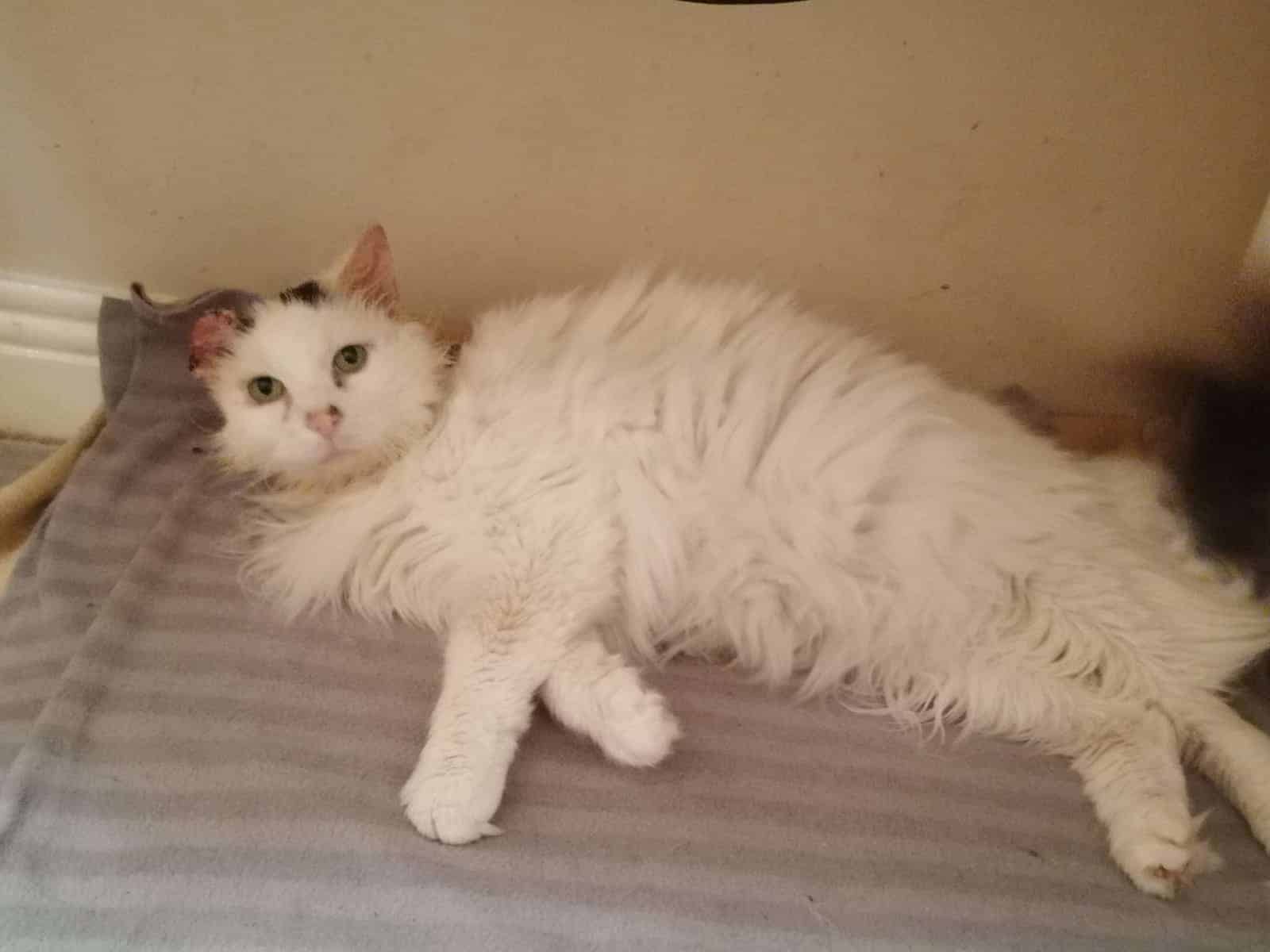 Adopt cat kitten Dublin