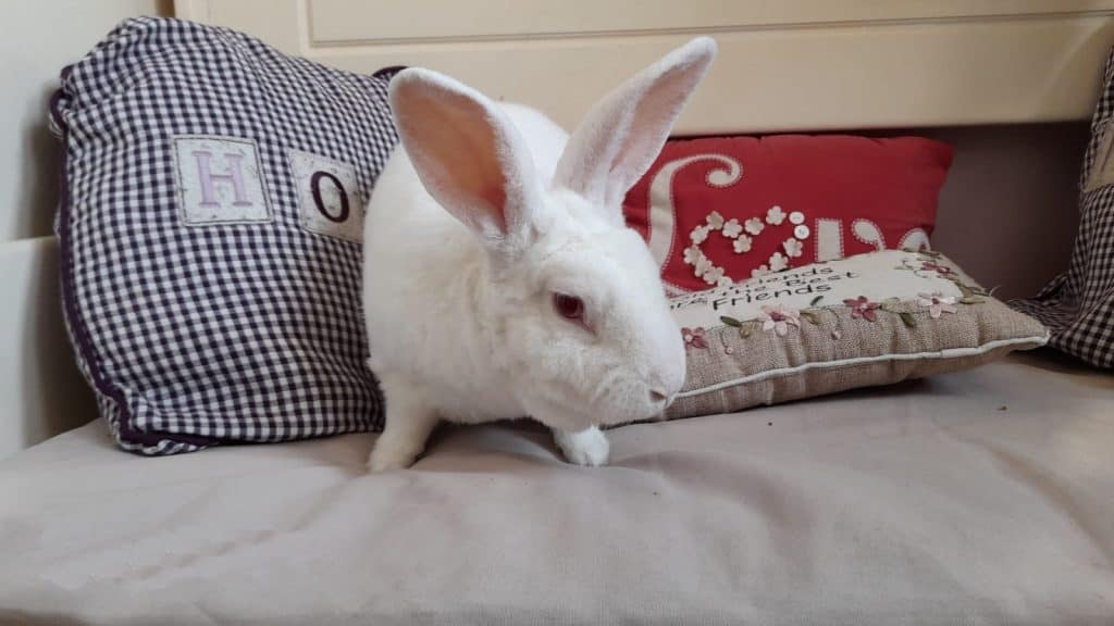 White rabbit looking for a home