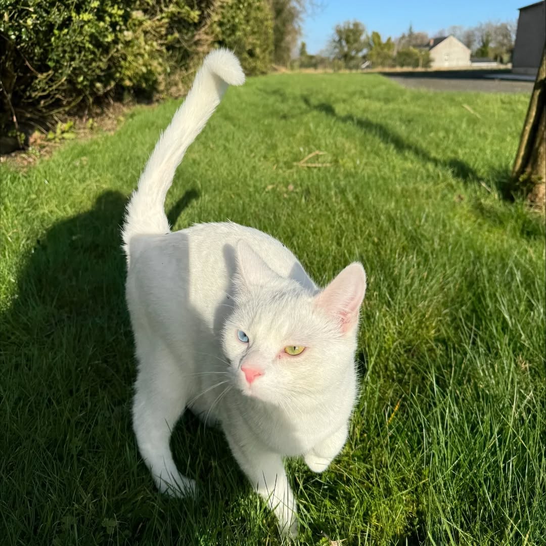 MissingMel2
