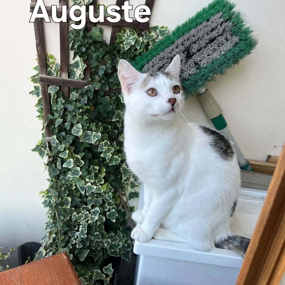 Auguste