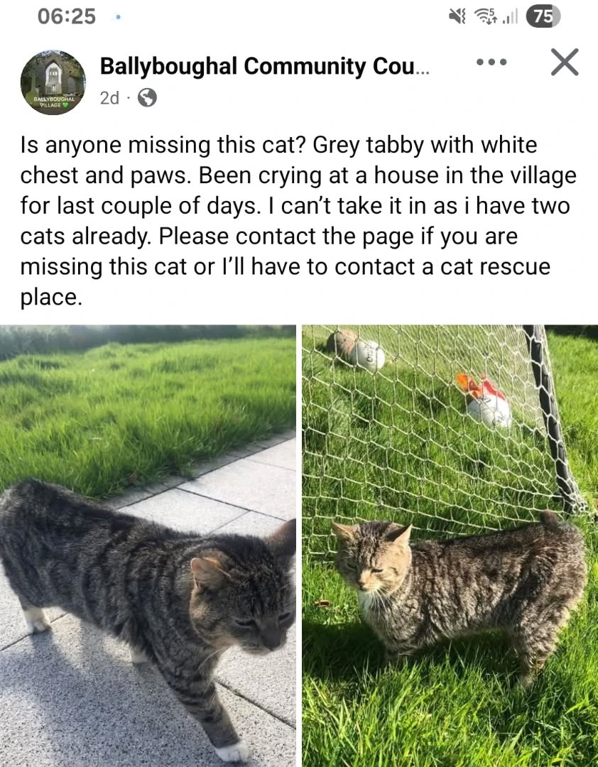 Tabby straying in Ballyboughal 1