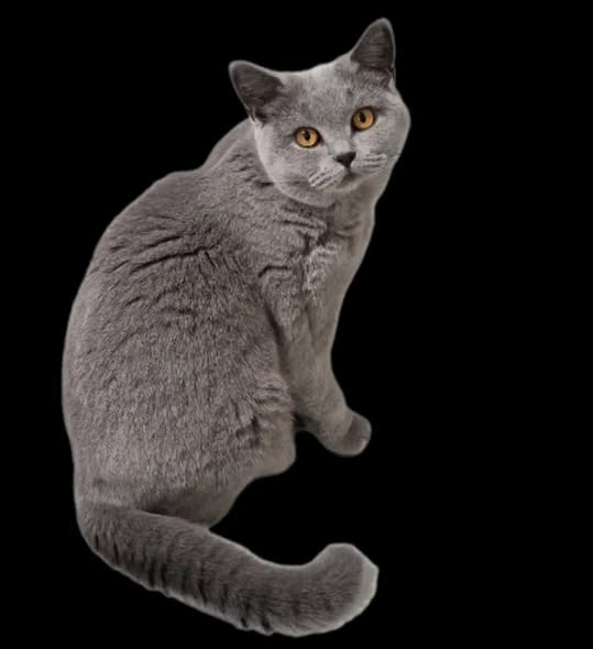 Kitty1